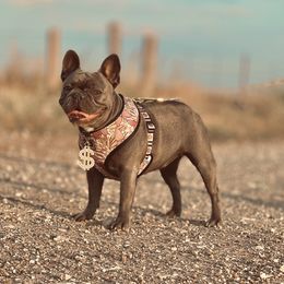 Dodo Mae - French Bulldog