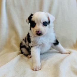 Indigo - Blue merle female Australian Shepherd puppy in Heber City, Utah from Junipersdoodles