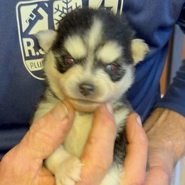 Alaska - Black and white male Pomsky puppy in Spring Hill, Florida from PDQ Pomskies