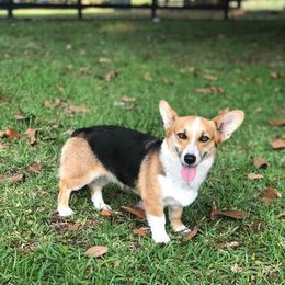 Charlotte - Pembroke Welsh Corgi