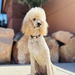 Rosie - Poodle