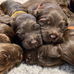Australian Labradoodle Puppies from Ohio Valley Labradoodles