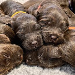 Australian Labradoodle Puppies from Ohio Valley Labradoodles
