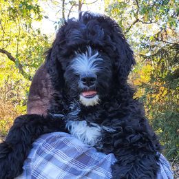 Stormtrooper Kevin - Black and white Bernedoodle puppy in Winchester, Indiana from Mystic River Poodles and Doodles