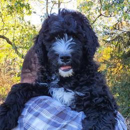 Stormtrooper Kevin - Black and white Bernedoodle puppy in Winchester, Indiana from Mystic River Poodles and Doodles