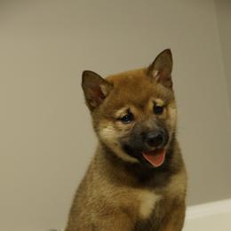 Shiba Inu Puppies from Veronika's Shiba Inus
