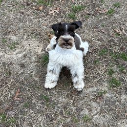 Cookie - Miniature Schnauzer