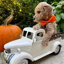 Wish Bear - Apricot male Goldendoodle puppy in Camden, North Carolina from Oopsie Doodles of NC