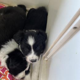 Boy 2 - Black and white male Border Collie puppy in Arlington, Washington from Classic kennel