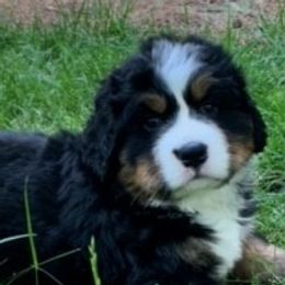 Bernese Mountain Dog Puppies from Blue Ridge Mountains - Bernese Mountain Dog Pups