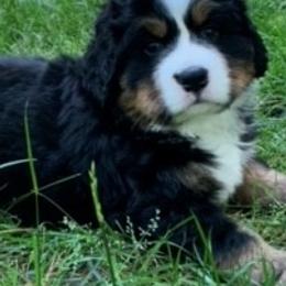 Bernese Mountain Dog Puppies from Blue Ridge Mountains - Bernese Mountain Dog Pups