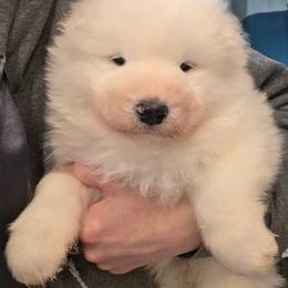 Orange boy - White male Samoyed puppy in Elwell, Michigan from Limelight Samoyeds