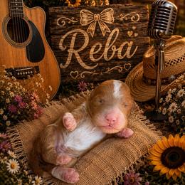 Reba - Red  female Goldendoodle puppy in Ozark, Missouri from Halo Doodles