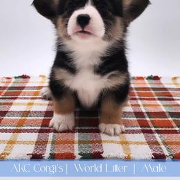 Wave - Black and tan male Pembroke Welsh Corgi puppy in Pine Village, Indiana from NL Horsemanship