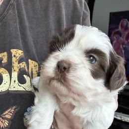 Shih Tzu Puppies from Steps Preppy Pups