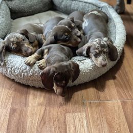 Dachshund Puppies from Warricks Wild Weenies