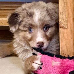 Porter - Red merle male Miniature Australian Shepherd puppy in Romney, West Virginia from South Branch Mini Aussies