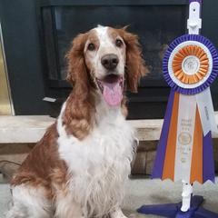 Labrador Retrievers and Welsh Springer Spaniels from Normandy Labs