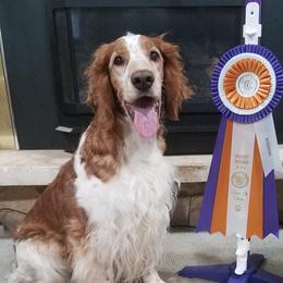 Labrador Retrievers and Welsh Springer Spaniels from Normandy Labs