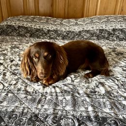 Charlie - Dachshund