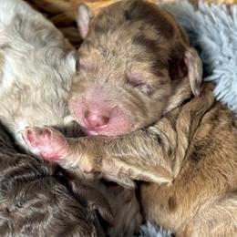Honey Bun - Merle female Goldendoodle puppy in Mc Kinney, Texas from Flair Doodles