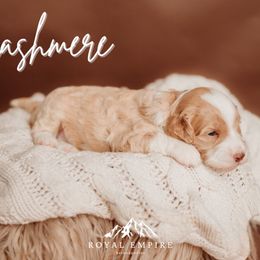 Cashmere - Red female Bernedoodle puppy in Grants Pass, Oregon from Royal Empire Bernedoodles
