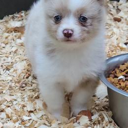 Red merle female 1 - Merle female Pomsky puppy in Gladstone, Virginia from Rustic Charms Miniature Huskys