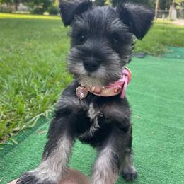 Minnie - Salt and pepper female Miniature Schnauzer puppy in Anthony, Florida from Amanda Tragash