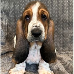 Gray collar - 3,550.00 - Black white and brown male Basset Hound puppy in Columbia, South Carolina from Pawmetto Hounds