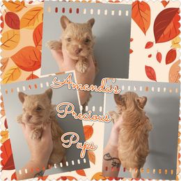 Boy2 - Gold male Yorkshire Terrier puppy in Wartburg, Tennessee from Amanda's Precious Pups