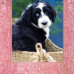 TINSEL - Aussiedoodle puppy from God’s Little Aussies