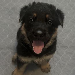 Black tan - Black and tan male German Shepherd puppy in Athol, Idaho from Coterie Shepherds