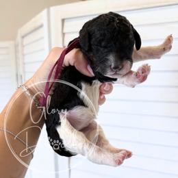 Pink - Tri-color female Bernedoodle puppy in Rockwall, Texas from Glory Doodles