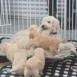 Goldendoodle Puppies from Grosenbacher Goldendoodles