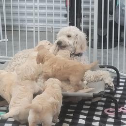 Goldendoodle Puppies from Grosenbacher Goldendoodles