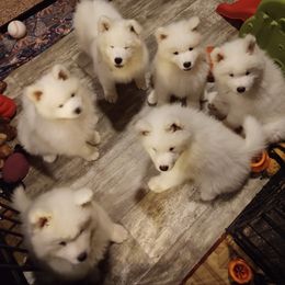 Borzoi and Samoyed Puppies from Kalabria