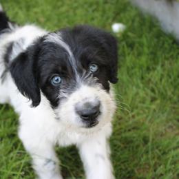 George Washington - Black and white male Assorted Doodle Crosses puppy in Bagley, Minnesota from Soni Morgan
