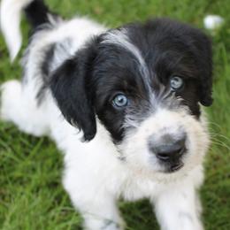 George Washington - Black and white male Assorted Doodle Crosses puppy in Bagley, Minnesota from Soni Morgan