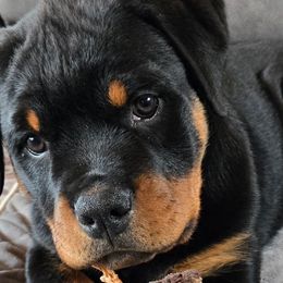 Rottweilers from Vom Haus Aurora Rottweilers