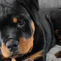 Rottweilers from Vom Haus Aurora Rottweilers