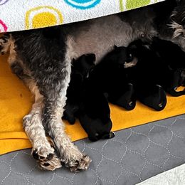 Miniature Schnauzer puppies from Front Runner Miniature Schnauzers