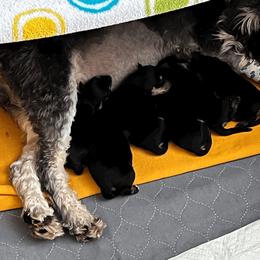 Miniature Schnauzer puppies from Front Runner Miniature Schnauzers