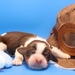 Allegiant - Tri-Roan male English Springer Spaniel puppy in Eastman, Georgia from Mossy Creek Springers