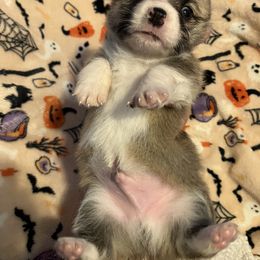 American Corgi and Pembroke Welsh Corgi Puppies from Cascadian Space Coast Corgis LLC