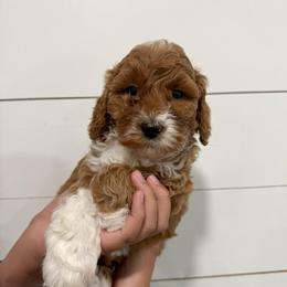 Dahlia (Orange) - Red  female Goldendoodle puppy in Payson, Utah from Life_on. Paws