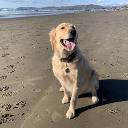 Golden Retriever Puppies from Brooke Zuidervaart