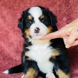 Pink Collar Girl - Black rust and white female Bernese Mountain Dog puppy in Bristol, Tennessee from Holston Hollow Farm