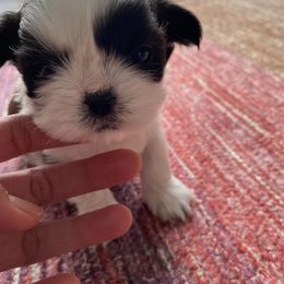 LOLA - Red and white Shih Tzu puppy in Palm Bay, Florida from Liza's Shih Tzus