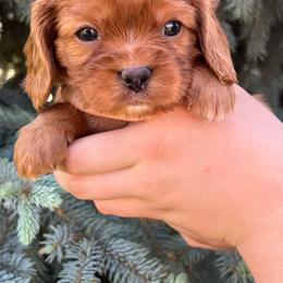 Howie - Ruby male Cavalier King Charles Spaniel puppy in Caldwell, Idaho from Treasure Valley Poodles