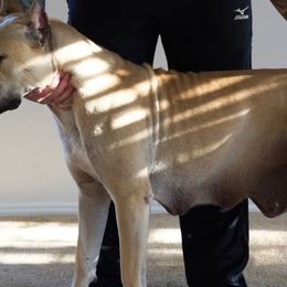 ATHENA - Perro de Presa Canario